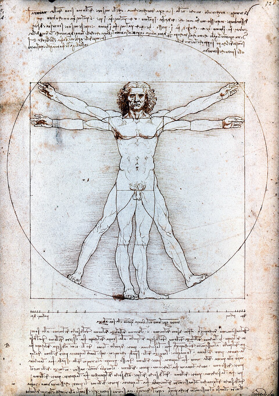 Vitruvian Man by Leonardo Da Vinci