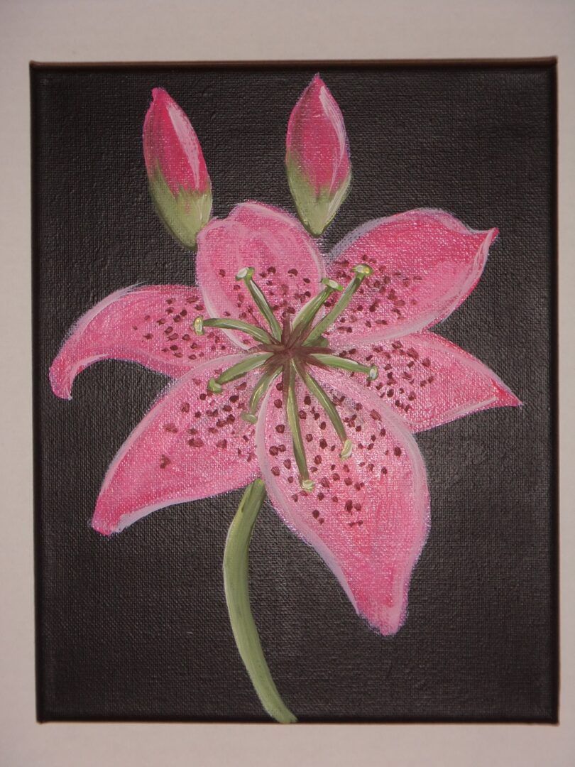 Pink Day Lily 8x10